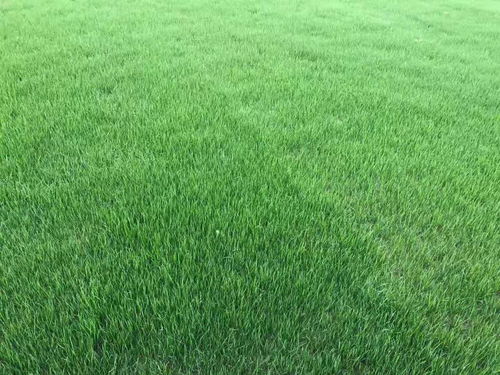 草坪种子的混播比例，你有了解吗？