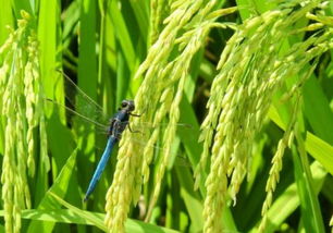 农药平安使用注意事项