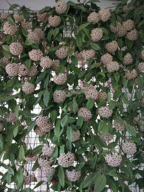 球兰种植入门：盆栽球兰的种植步骤和技巧大揭秘！