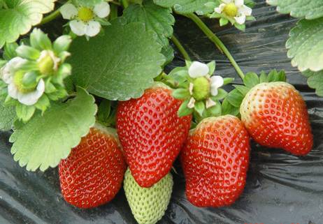 48%氟乐灵乳油：种子萌发的好帮手