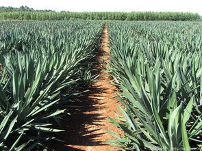 剑麻种植，美丽背后的辛勤耕耘