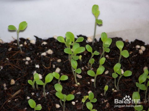 废旧材料变盆景，环保又创意