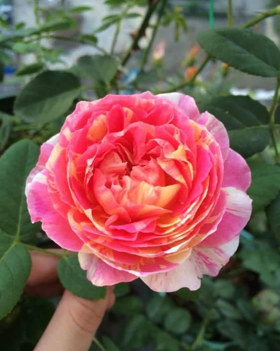 月季篱笆，小偷的噩梦？