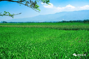 田野里的风景，总是那么美