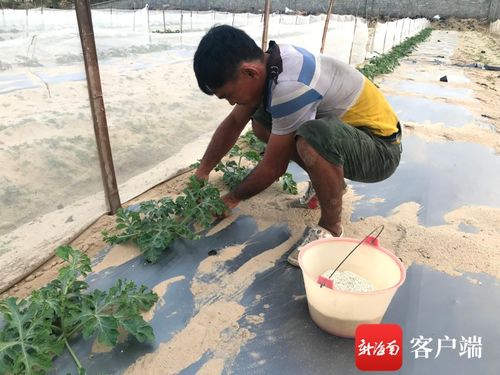 西瓜苗误喷除草剂后的尴尬情况