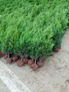 种植塔柏的注意事项