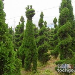 北京桧柏的过敏问题与城市绿化