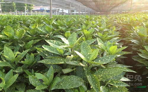 六月份养什么植物好？