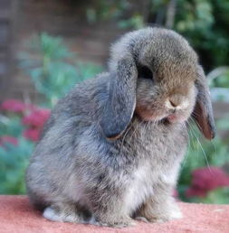 兔笼必备药品， 垂耳兔的正确饮食