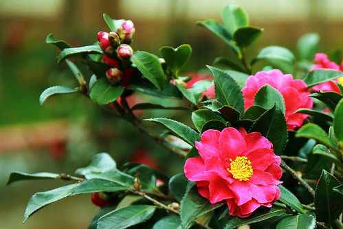 剪枝有讲究，别乱剪乱砍