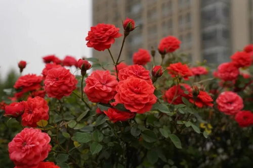 4月20日后 月季盛花期全面开放