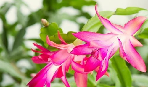 新叶生长与移植技巧