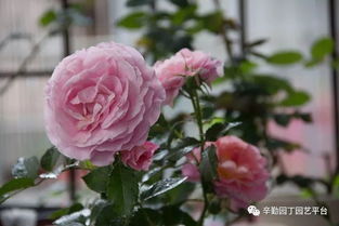 克莱尔爱丽丝月季