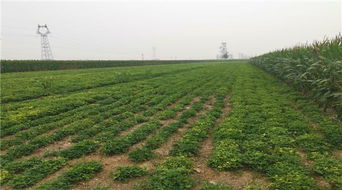 农业保险也嫩帮你找种子