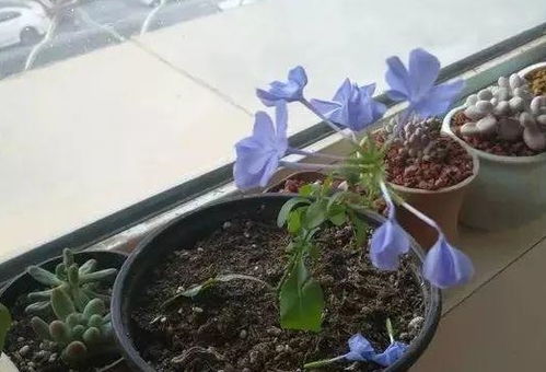 换土、 修剪，养桂花要有耐心