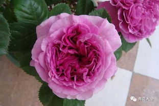 月季的藤蔓之舞