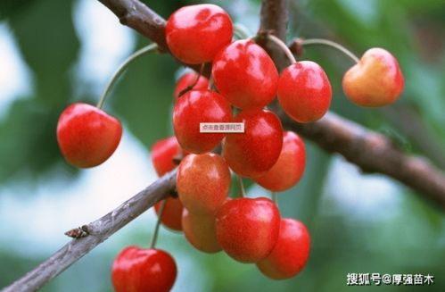 樱桃从开花到成熟，需要多少天才能品尝到甜蜜