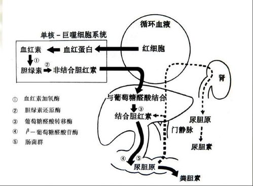 尿素是一种有机化合物，含氮量高