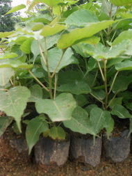 菩提树苗的多样世界