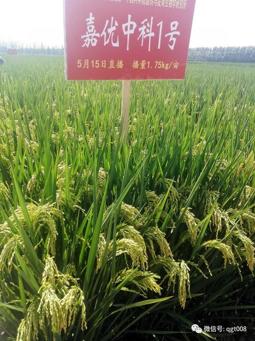茶园除草时农业草甘膦和草铵膦可以混合使用吗？