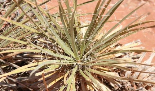 200亩沙地， 选对花卉，美不胜收