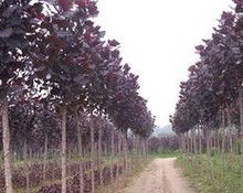 种植红叶杨：不只是种树那么简单