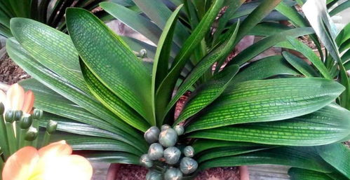 君子兰：叶片越多，开花越多