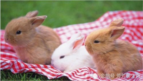 兔耳养护全攻略：轻松养出健康兔兔！