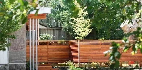 石竹花：色彩斑斓， 活力四溢