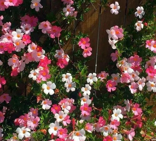 飘香藤：红喇叭般的花朵