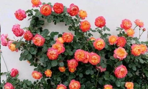 花期长， 花开不断