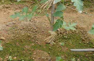 柑橘园土壤需排水良好、pH值适中