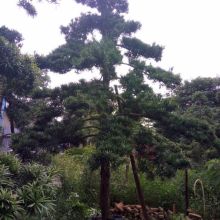 移植后的黑松， 浇水大讲究