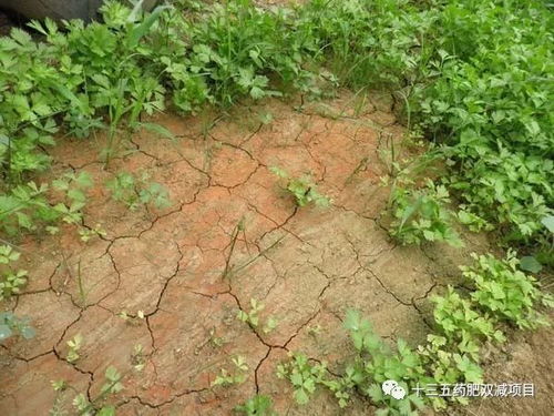 绿萝根系喜水，泥土易板结