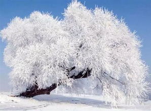 东北农大教授教我的绝招——分阶段控温法