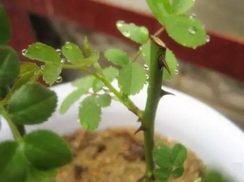 鸭掌树修剪施肥技巧，养花必备！