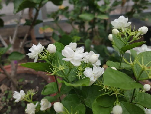 不是所you白花者阝是茉莉