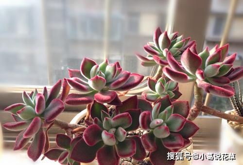 石莲养护秘籍，轻松养出爆美花！