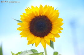 向日葵：自然界的指南针，朝向何方？