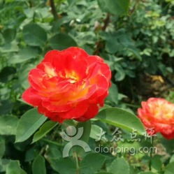 月季花开， 浪漫大兴