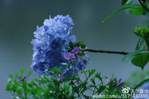 绣球无尽夏如何种植才能保证花朵繁盛