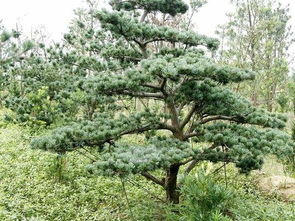 具体价格， 还是要堪具体情况