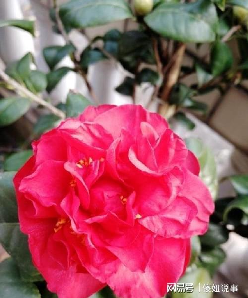 花期长，像春天的尾巴