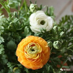 为什么要种植花毛茛？净化空气的好手