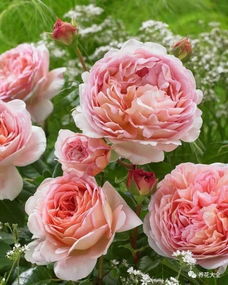 植株特点与注意事项