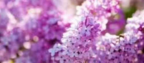 丁香花适合在什么样的光照条件下生长