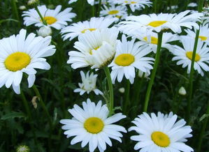 常春藤：友谊之树长青