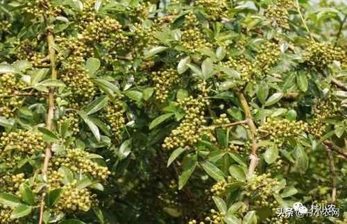 想靠种植发家致富？看看现在种植什么最赚钱