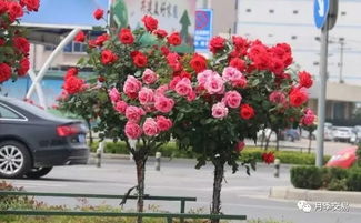 花城广场， 月季花海