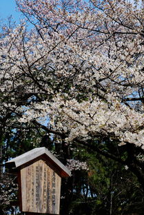 淘宝购物，樱花树价格大揭秘